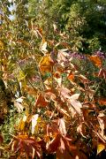 Aesculus 'Autumn Splendor' - Kasztanowiec 'Autumn Splendor'