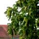 Ailanthus altissima-Bożodrzew gruczołkowaty