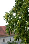 Ailanthus altissima - Bożodrzew gruczołkowaty