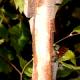Betula albosinensis - Brzoza białochińska