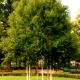 Betula albosinensis 'Fascination' - Brzoza białochińska 'Fascination'