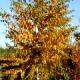 Betula alleghaniensis-Brzoza żółta