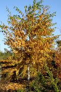 Betula alleghaniensis - Brzoza żółta