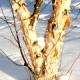 Betula nigra 'Fox Valley'-Brzoza nadrzeczna 'Fox Valley'