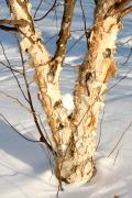 Betula nigra 'Fox Valley' - Brzoza nadrzeczna 'Fox Valley'