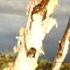 Betula nigra 'Fox Valley' - Brzoza nadrzeczna 'Fox Valley'