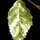 Carpinus betulus 'Foliis Argenteovariegatis Pendula'-Grab pospolity 'Foliis Argenteovariegatis Pendula'