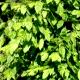 Carpinus betulus 'Variegata' - Grab pospolity 'Variegata'