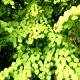 Cercidiphyllum japonicum-Grujecznik japoński