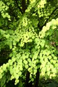 Cercidiphyllum japonicum - Grujecznik japoński