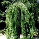 Cercidiphyllum japonicum 'Pendulum' - Grujecznik japoński 'Pendulum'