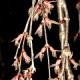 Cercidiphyllum japonicum 'Pendulum' - Grujecznik japoński 'Pendulum'