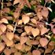 Cercidiphyllum japonicum 'Rotfuchs'-Grujecznik japoński 'Rotfuchs'