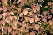 Cercidiphyllum japonicum 'Rotfuchs' - Grujecznik japoński 'Rotfuchs'