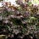 Cercis canadensis 'Forest Pansy' - Judaszowiec kanadyjski 'Forest Pansy'