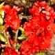 Chaenomeles japonica 'Red Joy'-Pigwowiec japoński 'Red Joy'