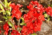 Chaenomeles japonica 'Red Joy' - Pigwowiec japoński 'Red Joy'