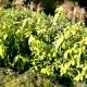 Chimonanthus praecox - Zimokwiat wczesny