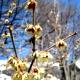 Chimonanthus praecox-Zimokwiat wczesny
