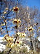 Chimonanthus praecox - Zimokwiat wczesny