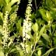 Clethra alnifolia 'Hummingbird'-Orszelina olcholistna 'Hummingbird'