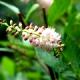 Clethra alnifolia 'Pink Spire'-Orszelina olcholistna 'Pink Spire'