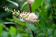Clethra alnifolia 'Pink Spire' - Orszelina olcholistna 'Pink Spire'