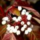 Cornus alba 'Siberian Pearls'-Dereń biały 'Siberian Pearls'