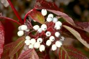 Cornus alba 'Siberian Pearls' - Dereń biały 'Siberian Pearls'