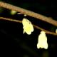 Corylopsis pauciflora - Leszczynowiec skąpokwiatowy