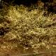 Corylopsis spicata - Leszczynowiec kłosowaty