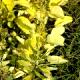 Cotinus coggygria [Golden Spirit] 'Ancot' - Perukowiec podolski [Golden Spirit] 'Ancot'