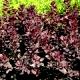 Cotinus coggygria 'Royal Purple' - Perukowiec podolski 'Royal Purple'