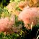 Cotinus coggygria 'Young Lady'-Perukowiec podolski 'Young Lady'