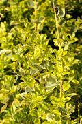 Euonymus fortunei 'Canadale Gold' - Trzmielina Fortune'a 'Canadale Gold'