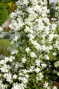 Exochorda racemosa - Obiela wielkokwiatowa