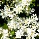 Exochorda racemosa - Obiela wielkokwiatowa