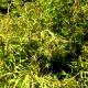 Fagus sylvatica 'Aspleniifolia'-Buk pospolity 'Aspleniifolia'