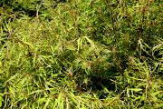Fagus sylvatica 'Aspleniifolia' - Buk pospolity 'Aspleniifolia'