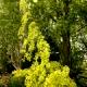 Fagus sylvatica 'Aurea Pendula'-Buk pospolity 'Aurea Pendula'