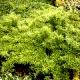 Forsythia viridissima 'Weber's Bronx' - Forsycja zielona 'Weber's Bronx'