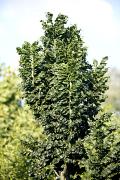 Fraxinus excelsior 'Crispa' - Jesion wyniosły 'Crispa'
