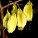 Halesia carolina var. monticola-Ośnieża karolińska odm. drzewiasta