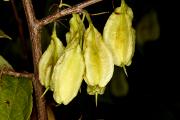 Halesia carolina var. monticola - Ośnieża karolińska odm. drzewiasta
