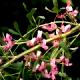 Halimodendron halodendron-Słonisz srebrzysty