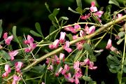 Halimodendron halodendron - Słonisz srebrzysty