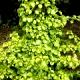 Hydrangea anomala subsp. petiolaris - Hortensja odmienna podgat. pnący