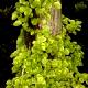 Hydrangea anomala subsp. petiolaris 'Mirranda' - Hortensja odmienna podgat. pnący 'Mirranda'
