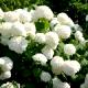 Hydrangea arborescens 'Annabelle'-Hortensja krzewiasta 'Annabelle'