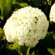 Hydrangea arborescens 'Bounty'-Hortensja krzewiasta 'Bounty'